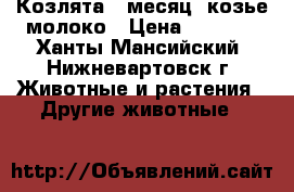 Козлята 1 месяц, козье молоко › Цена ­ 1 000 - Ханты-Мансийский, Нижневартовск г. Животные и растения » Другие животные   